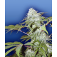 Pineapple Punch Flying Dutchmen Seeds