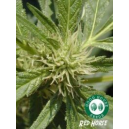 Red Horse Good House Seeds