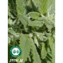 Special A.K.2 Good House Seeds