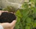 Manos sosteniendo compost orgánico junto a planta verde